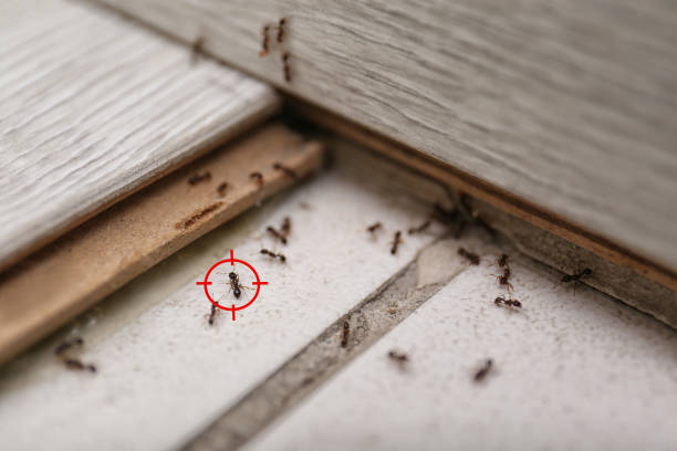 Best Mosquito Control Services  in Perezville, TX
