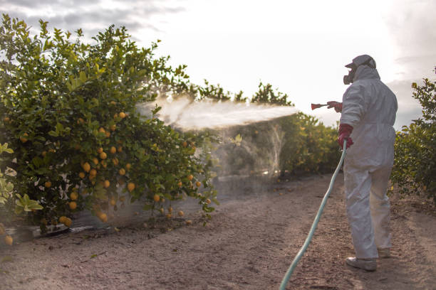 Best Bed Bug Extermination  in Perezville, TX
