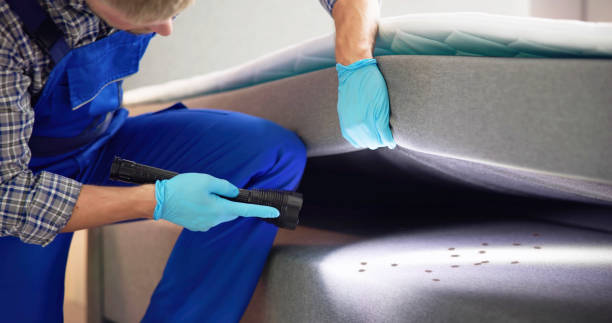 Best Mosquito Control Services  in Perezville, TX