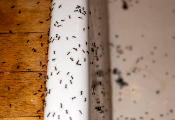 Best Termite Control Services  in Perezville, TX