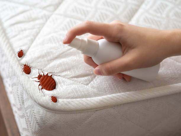 Best Local Pest Control Services  in Perezville, TX