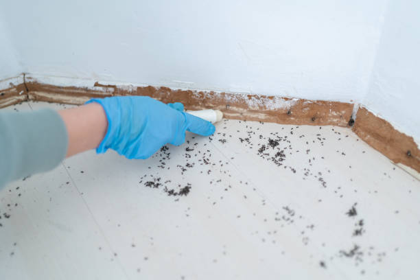 Best Emergency Pest Control  in Perezville, TX