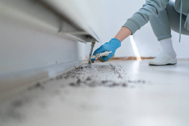 Best Wasp Removal Services  in Perezville, TX